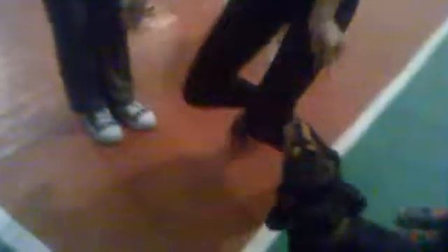 Собака в школе смотреть онлайн