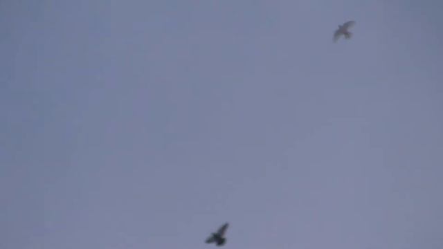 Бойные голуби смотреть онлайн