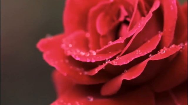 Розы в росе. Монтаж @LU смотреть онлайн