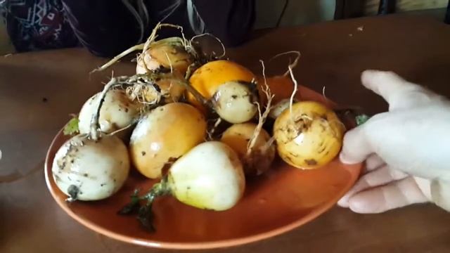 Репа, весенний урожай 2016 года Идеальный способ хранения репы в земле смотреть онлайн