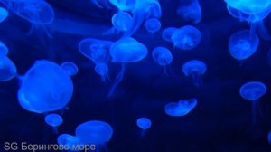 БЕРИНГОВО МОРЕ, медитация для начинающих.Спокойная музыка.