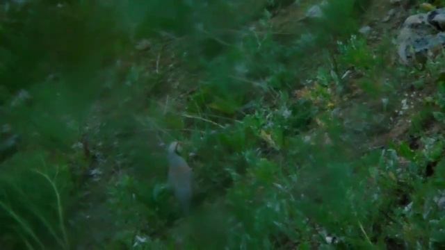 Модкабк Шикор бо MP3 дар н. Дарвоз 2020. Горная Куропатка (Кеклик) в Таджикистане Дарваз 2020 смотреть онлайн