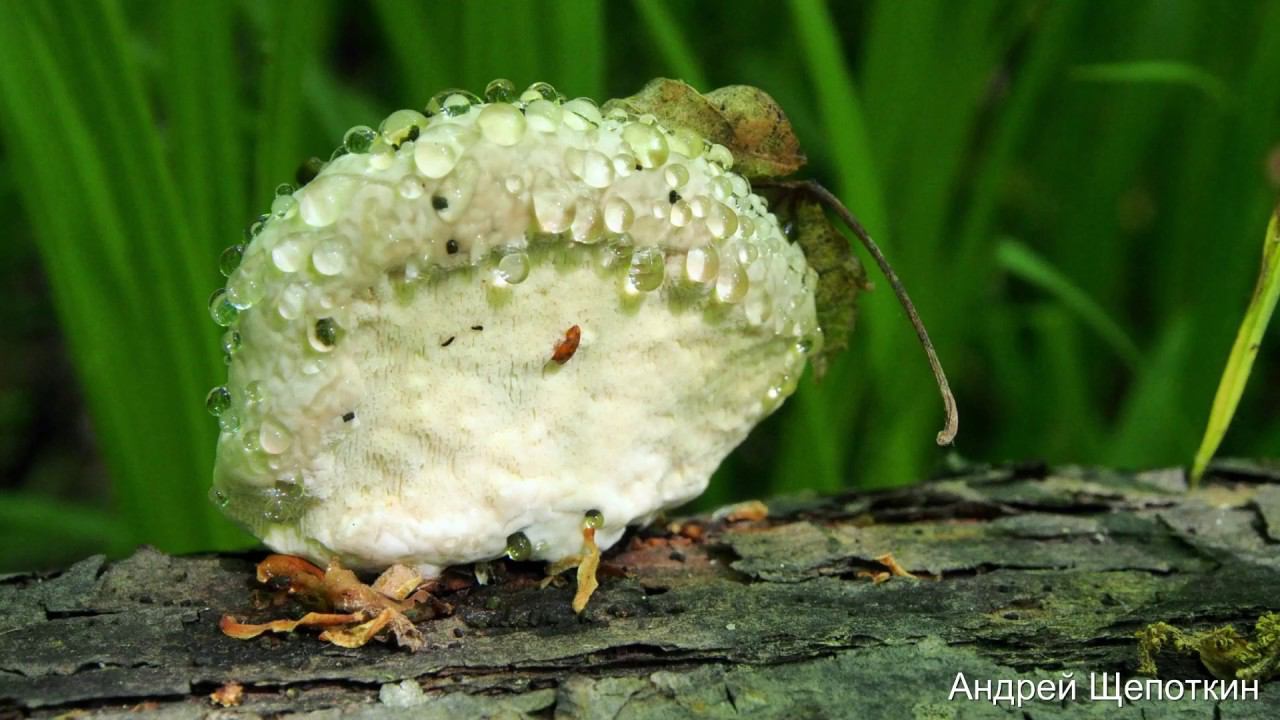 Трейлер канала Щепоткин Андрей