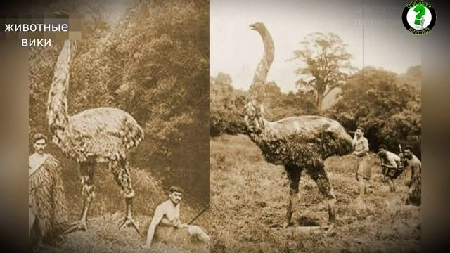 Почему исчезли гигантские птицы Моа смотреть онлайн