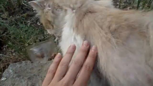 Линька кота смотреть онлайн