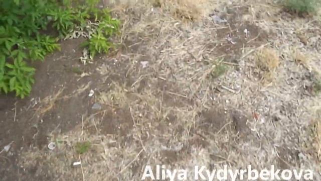 ДВУХНЕДЕЛЬНЫЙ МАЛЫШ ЛАМЫ, МАМА ЛАМА, А ТАКЖЕ ПАПА КОТ. (Кашель Ламы, прячет малыша, ищем дом) смотреть онлайн