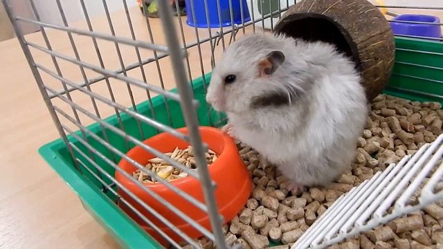 Сирийские хомяки - уход и содержание смотреть онлайн