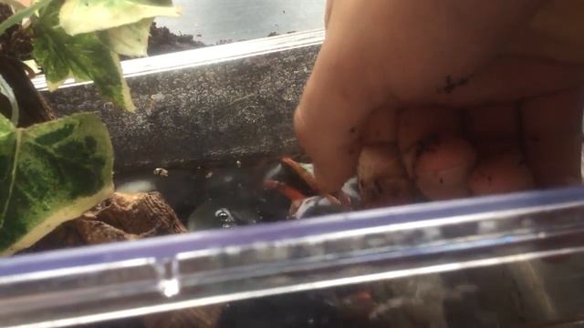 Rainbow Crab Pinch Test! - Care and Feeding & Setup смотреть онлайн
