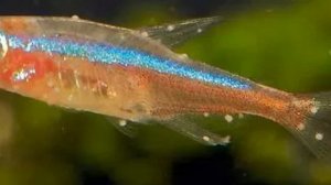 Как лечить манку у аквариумных рыбок  (ихтиофтириоз)