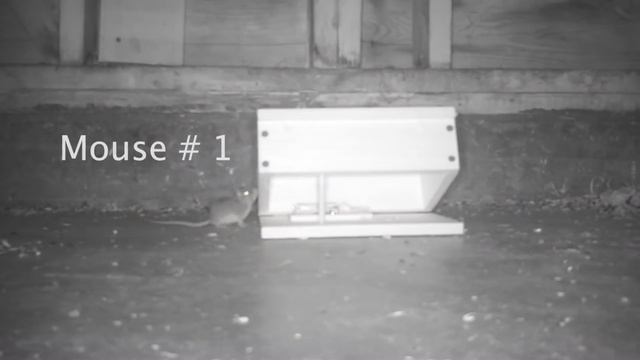 A Rat Trap Hack That Works! How To Catch MORE Rats & Mice - Mousetrap Monday смотреть онлайн