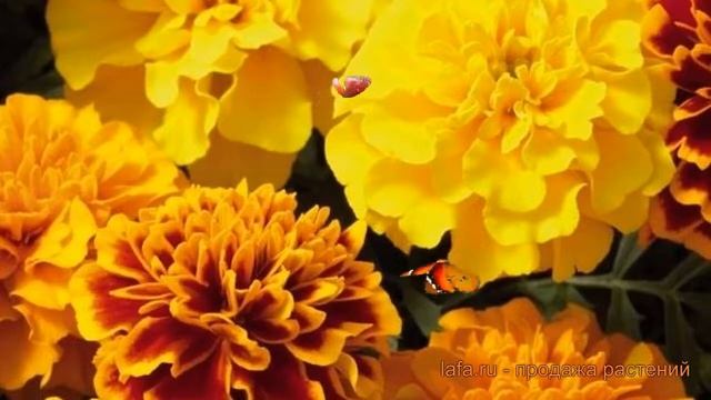 Бархатцы отклоненный Микс (little hero mix) ? обзор: как сажать, семена бархатцев Микс смотреть онлайн