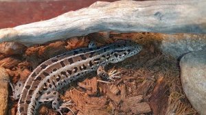 Как приучить прыткую ящерицу к разморозке! Кормление прыткой ящерицы. Содержание прыткой ящерицы