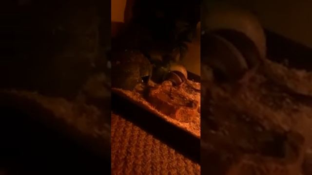 Python and Rat battle смотреть онлайн