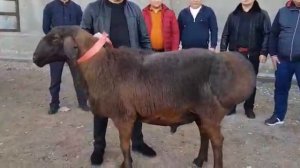 Самый дорогой баран 40.000$. | каштан гиссар кочкор 40.000$ сатылды