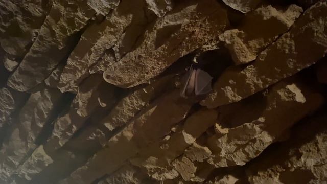 как спят летучие мыши смотреть онлайн