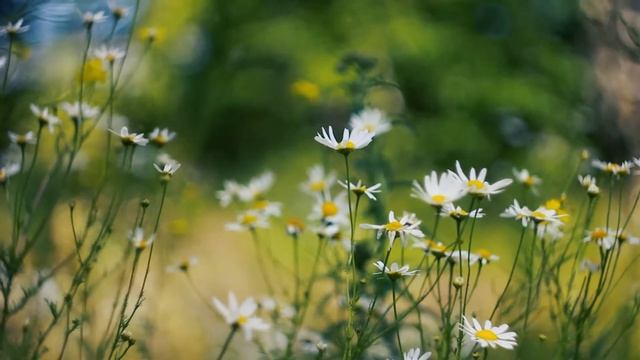 Необычные ромашки. Поле Ромашек в лесу | Футажи красивая природа [FullHD] смотреть онлайн