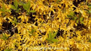 Форзиция - полезный и очень красивый кустарник. Форзиция - раннецветущее украшение весеннего сада.