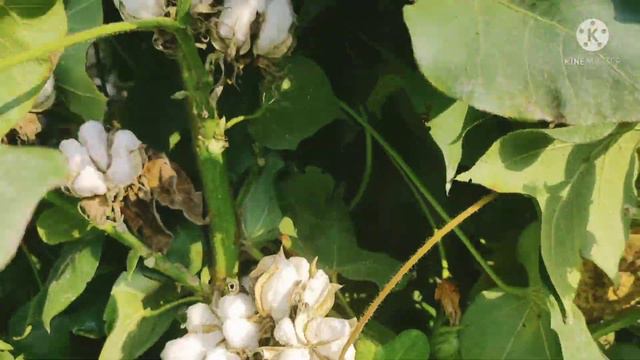 CEMB CKC Variety || New Trial Compact Fronting || Panjab university Weldon || Daily Routine Farmer смотреть онлайн