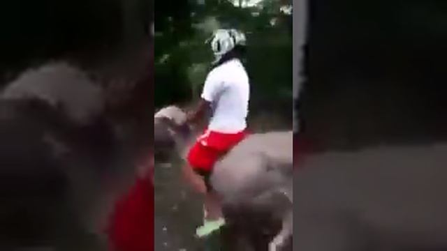 Супер скоростной Осел полный угар смотреть онлайн