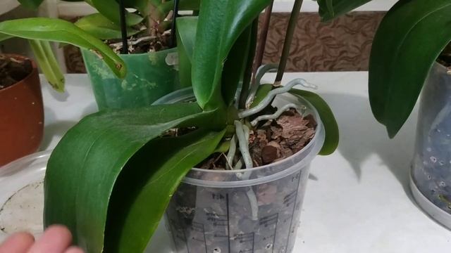 Как правильно поливать и подкармливать орхидеи.