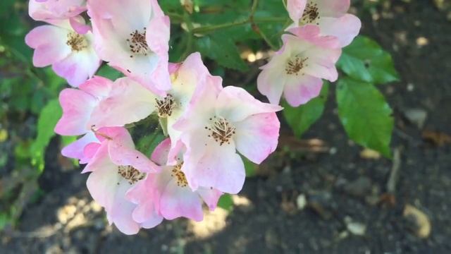 Pink & White Rosa canina (dog-rose) Flowers In Garden #rosa #canina #dogrose #gardening #roses смотреть онлайн