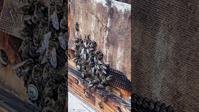 Трутня не пускают в улей./ Осы нападают . смотреть онлайн