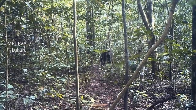 "Men-Stealers" Bigfoot Account 1841 смотреть онлайн