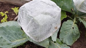 Срочно оденьте ШАПКУ на капусту. Супер средство от вредителей без химии. Чистый кочан.