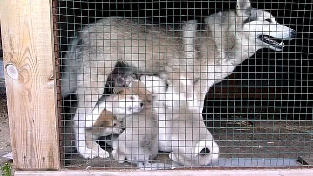 Щенки Западно-сибирской лайки Реймы - 4-ый помет - Reyma-ZSL.ru смотреть онлайн