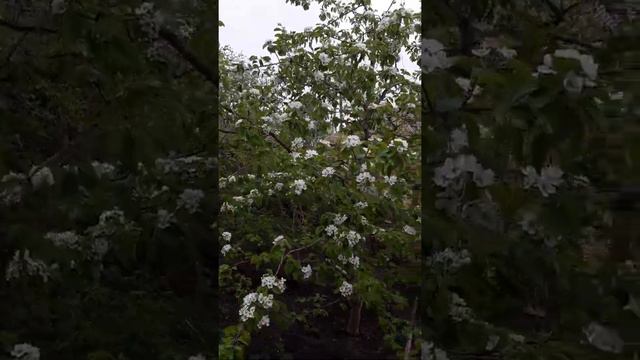 цветение тюльпанов в уральском саду смотреть онлайн