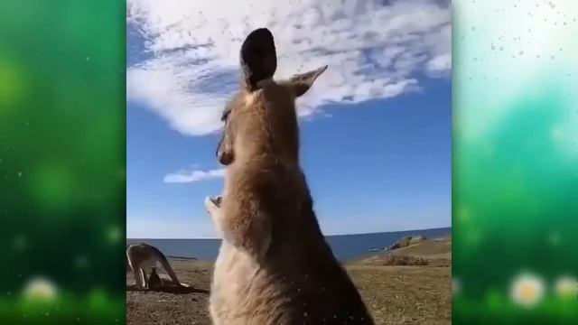 Какие же они МИЛЫЕ!!! Большая подборка самых милых животных и их детенышей :) смотреть онлайн