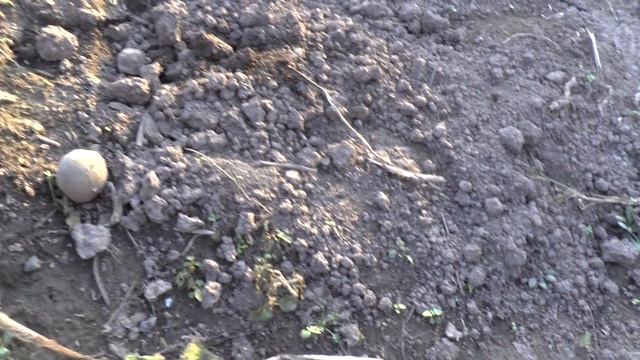 Как размножить ежевику сорта Чачанска Бестрна смотреть онлайн