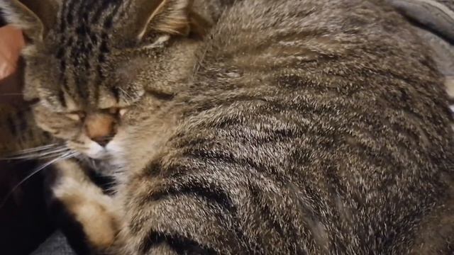 Кот храпит!!!