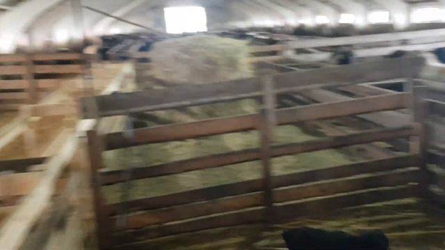 Окот овец продолжается. Необычный ягнёнок. смотреть онлайн