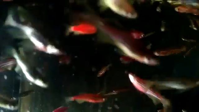 Данио рерио, Данио гло, Тернеции гло смотреть онлайн