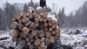 Красивая заготовка леса