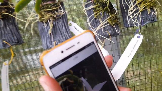 Promo Anggrek Angraecum Leonis ?? смотреть онлайн