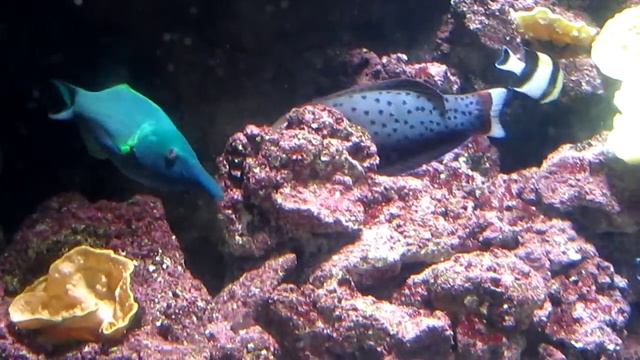 Paris aquarium смотреть онлайн
