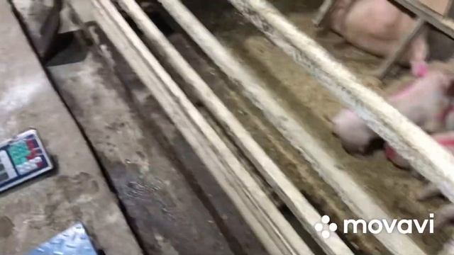 Продаю поросят/прокололи залізо//яка в них вага? смотреть онлайн