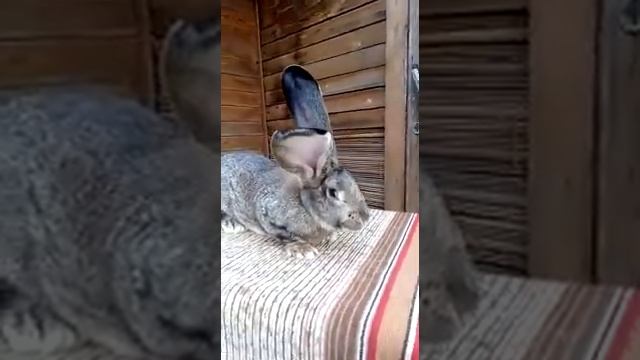 Кролики Великаны Ризен Агути смотреть онлайн