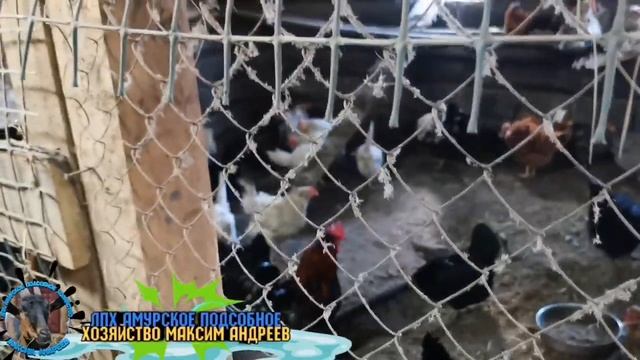 Как повысить удои молока у Коз. Отличная мышеловка?? смотреть онлайн