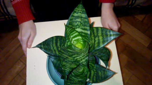 Сансевиерия Ханни