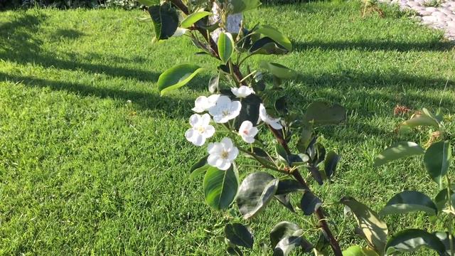 Сентябрь. Цветет груша