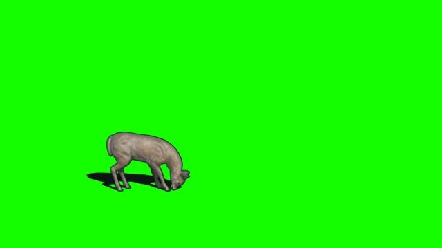 zoo deer escape green screen - Animal green screen смотреть онлайн