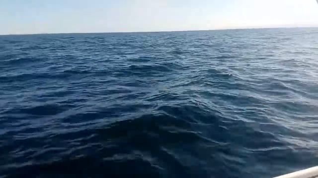 Камчатка, северный морской окунь, Daiwa SS-80 смотреть онлайн