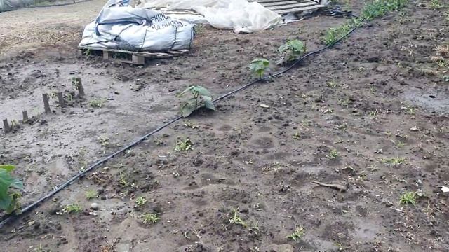 Павловния через месяц после посадки. смотреть онлайн