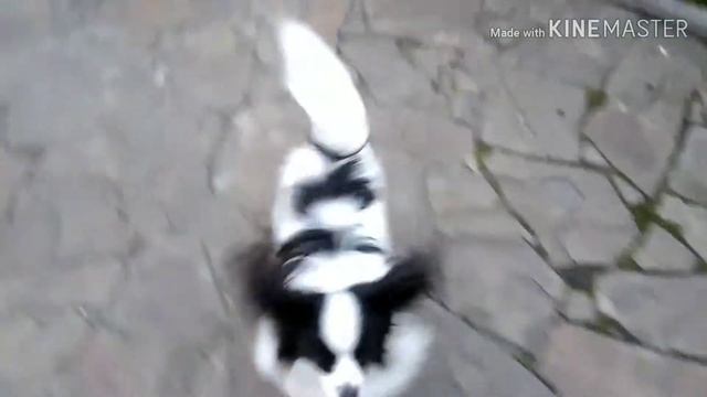 Прогулка, дрессировка и игры с Папильоном Беней/Папильон Беня/ смотреть онлайн