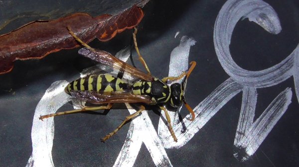 Оса. Где живут Осы?