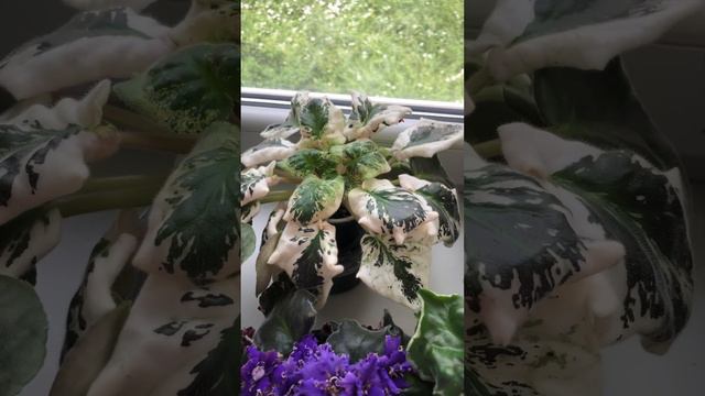 Фиалки. Цветение в жару +41 смотреть онлайн