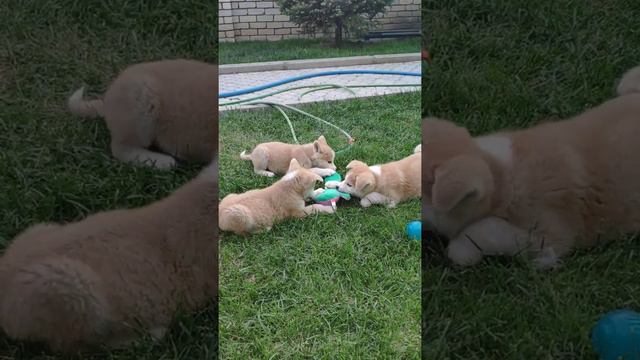 Щенки породы Акита ину смотреть онлайн